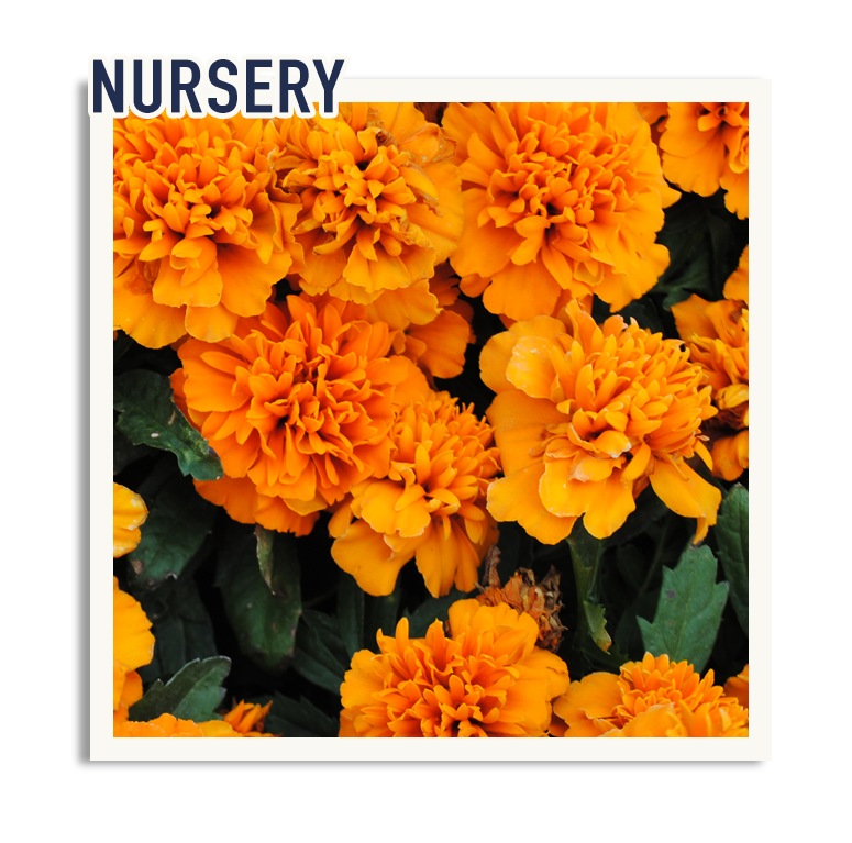 Nursery